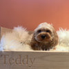 oak personalised hairpin leg midcentury personalised dog cat bed  Edit alt text